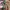 Buzz Ricksons Vintage Parka Pria brown photo 4