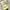 Yellow Sling Bag Hand Bag