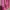 Melissa Minimalist Wedge Wanita Pink
