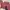 Pink Cargo Pangs photo 2