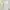 White Babydoll A-Line Ribbon Dress | Brand Nice Claup