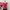 floral ruched top photo 7