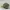 Topi Snapback Army Camo NY Brooklyn photo 2