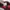 Topi Snapback Badboy Goodgirl Teamlife photo 6