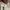 Burberry Grunge Indie Formal shirt Pria white photo 6