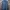 Columbia Casual Trench Coat Pria Navy