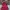 Champion Casual Fur coat Pria burgundy photo 7