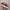 Vans Slip On 47 V DX Anaheim Factory OG Red Original