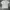 T-Shirt Obey photo 2