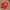 Vintage Canon Red Embroidered Caps photo 1