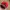 Vintage Canon Red Embroidered Caps photo 7
