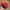 Vintage Canon Red Embroidered Caps photo 9