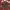 (NEGOTIABLE) Dark Grey Coquette Fatal Frame RAY BEAMS Shirt