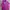 Converse Windbreaker Lotus Pink