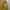 Adidas Streetwear Sportswear Sweatpants & Joggers Wanita gold photo 4