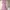 Lilian Dress Vintage Rose With Lace  photo 3