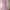 Lilian Dress Vintage Rose With Lace  photo 1