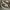 VANS AUTHENTIC ANAHEIM 44 DX LEOPARD photo 2