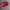 VANS SLIP ON RED CHILI🌶️ photo 2