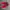 VANS SLIP ON RED CHILI🌶️