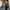 Coach Jaket Moxieinc Second Vintage Rare Item photo 4