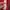 Tracktop jacket puma ferrari  photo 5