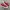 Converse Chuck Taylor All Star 70S Low Red Ivory photo 1