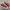 Converse Chuck Taylor All Star 70S Low Red Ivory