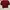 Croptop Maroon