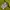 NIKE PINWHEEL FLOWER YELLOW T-SHIRT | KAOS | JSNG photo 5