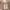 Napapijri Vintage Casual Puffer jacket Pria tan photo 7