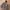 Uniqlo Camo Jacket Windbreaker Pocketable
