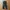 Champion trackpants parachute tebal inner mesh photo 1