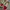 VANS OLDSKOOL ANAHEIM 36 DX RED EMERALD YELLOW photo 5