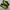 Adidas Adizero Evo SL Black Lucid Lemon Running photo 1
