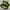 Adidas Adizero Evo SL Black Lucid Lemon Running