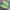 Adidas Adizero Evo SL Semi Flash Aqua Lucid Lemon Running photo 1
