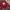 Crewneck Jean-michel Basquiat Merah photo 1