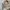 NUOIR - Vivienne Off Shoulder Knit Top (Beige) photo 3