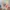 Converse Jack Purcell Low Velcro photo 8