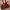 Vivienne Westwood Vintage Y2K Handbag Wanita burgundy photo 2