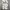 Punyus Rennyu Japan Oversize photo 8