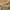Adidas Ozelia Marathon Originals Brown photo 1