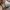 Adidas Ozelia Marathon Originals Brown photo 5
