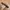 Alpa Chino leather belt photo 4