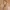 Plait brown Belt leather photo 1