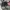 Dickies Low Velcro Black 39 Rare photo 1