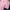 Luxury Midi dress Wanita pink photo 2
