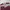 Rugby Shirt Dickies Two Colors Longsleeve photo 3