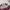 Rugby Shirt Dickies Two Colors Longsleeve photo 5
